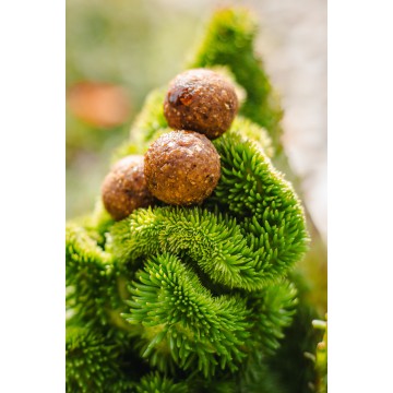 Dipované Boilies Tuning-Baits Scopex & Oliheň /...